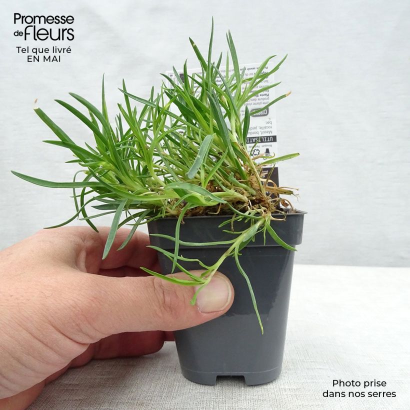 Exemplar von Feder-Nelke Laced Monarch - Dianthus plumarius Kleine Töpfe von 8/9 cm wie im Frühjahr geliefert