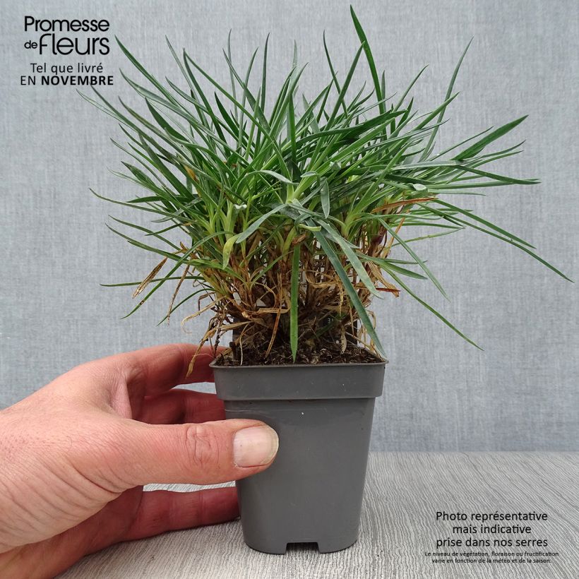 Example of Feder-Nelke Laced Monarch - Dianthus plumarius Kleine Töpfe von 8/9 cm as you get in automne
