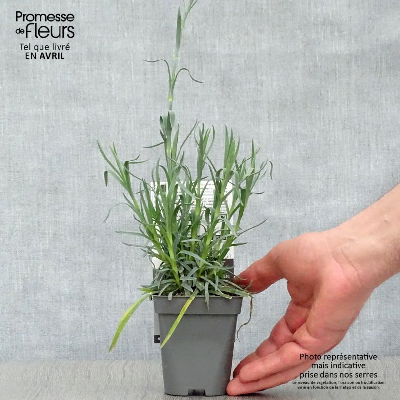 Exemplar von Feder-Nelke Lady in Red - Dianthus plumarius Kleine Töpfe von 8/9 cm wie im Frühjahr geliefert