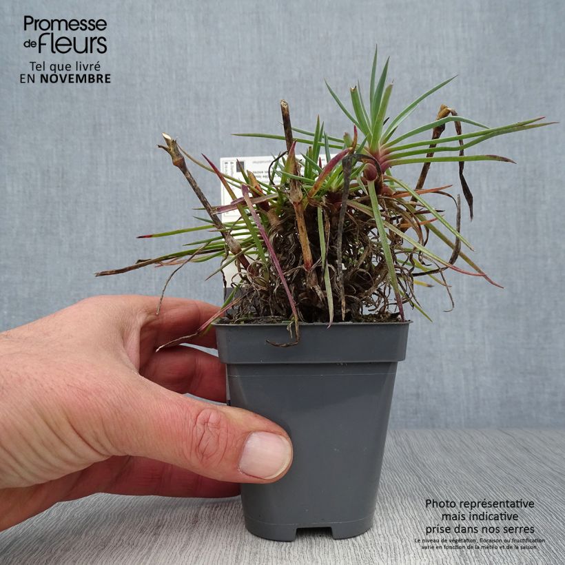 Example of Feder-Nelke Lily the Pink - Dianthus plumarius Kleine Töpfe von 8/9 cm as you get in automne