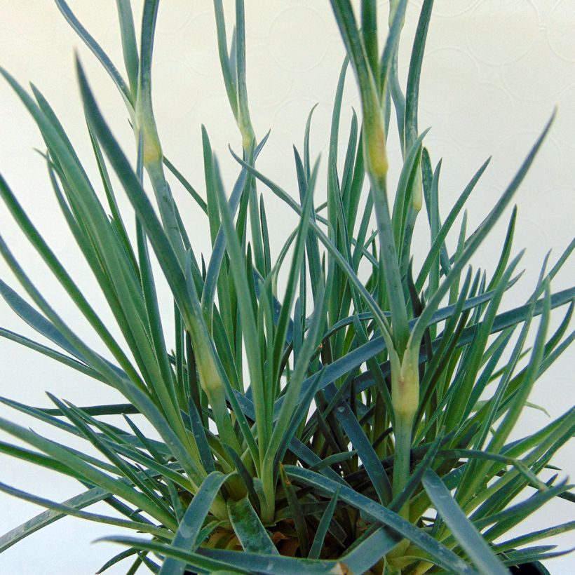 Feder-Nelke Lily the Pink - Dianthus plumarius (Foliage)