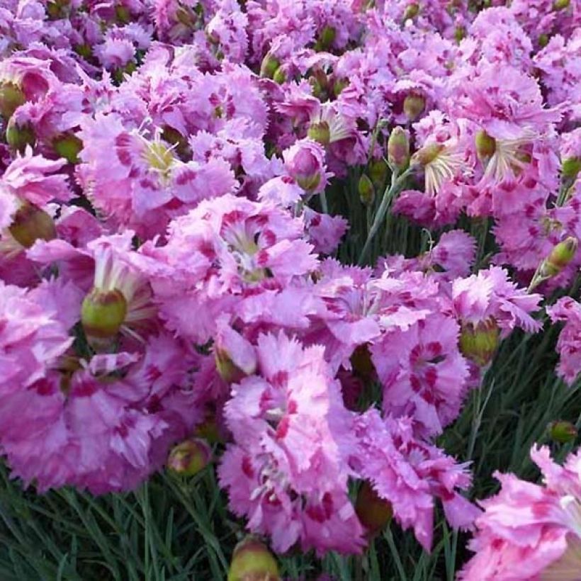 Feder-Nelke Maggie - Dianthus plumarius (Flowering)