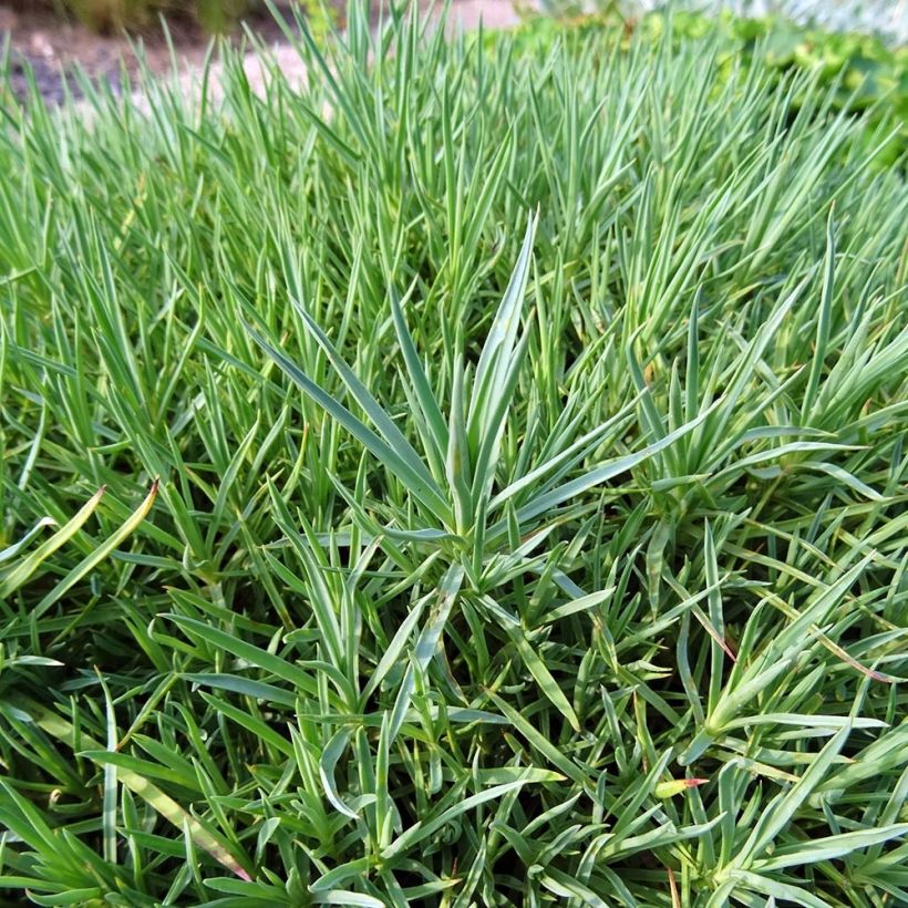 Feder-Nelke Moulin Rouge - Dianthus plumarius (Foliage)