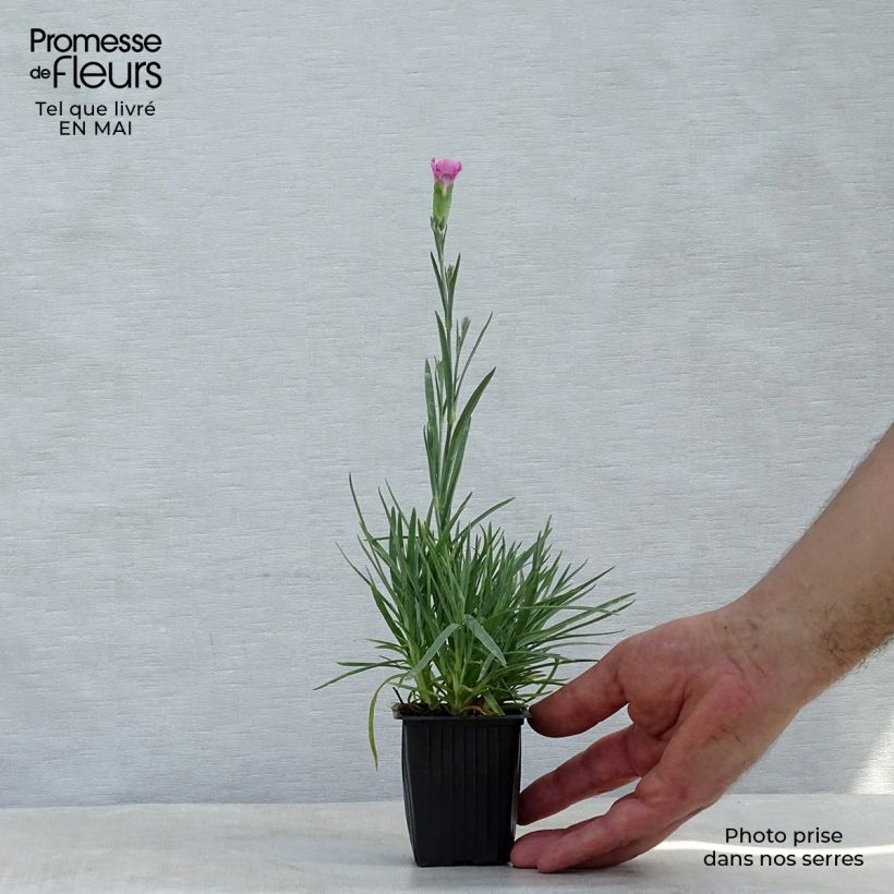 Exemplar von Feder-Nelke Moulin Rouge - Dianthus plumarius Kleine Töpfe von 7/8 cm wie im Frühjahr geliefert