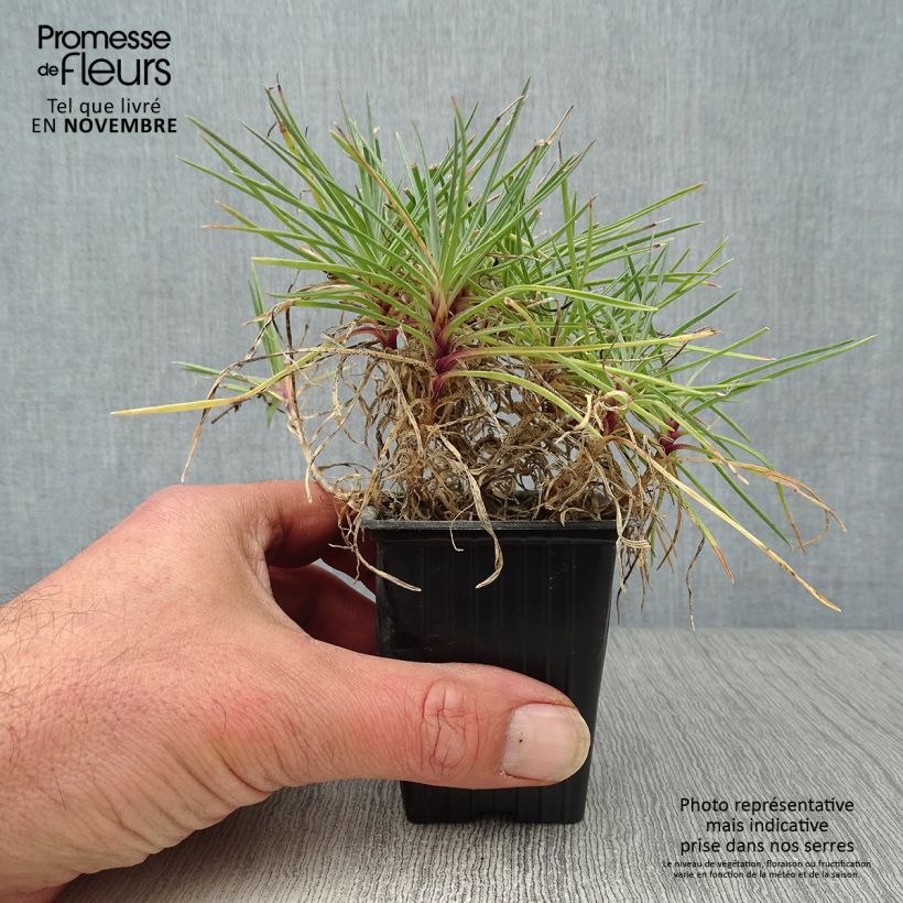 Example of Feder-Nelke Moulin Rouge - Dianthus plumarius Kleine Töpfe von 7/8 cm as you get in automne