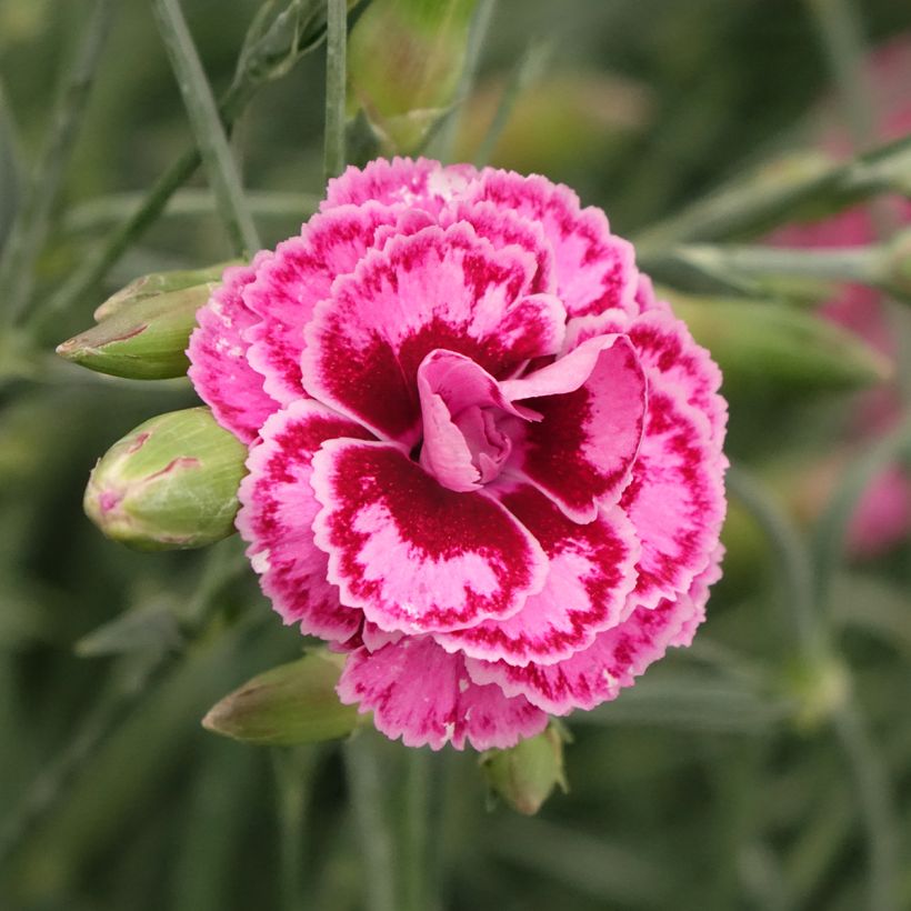 Feder-Nelke Moulin Rouge - Dianthus plumarius (Blüte)