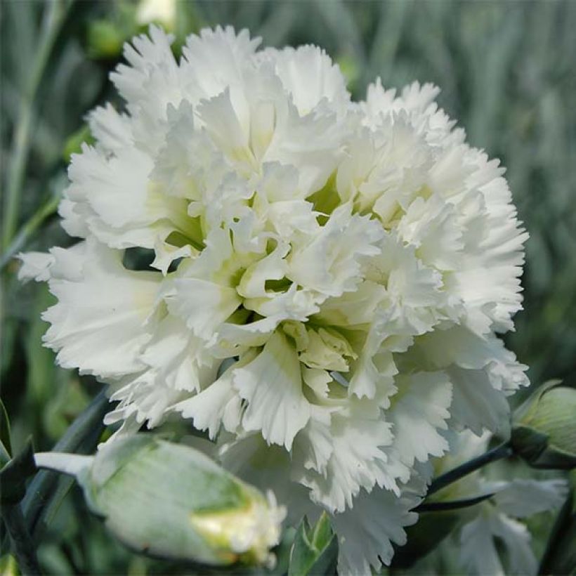 Feder-Nelke Mrs Sinkins - Dianthus plumarius (Flowering)