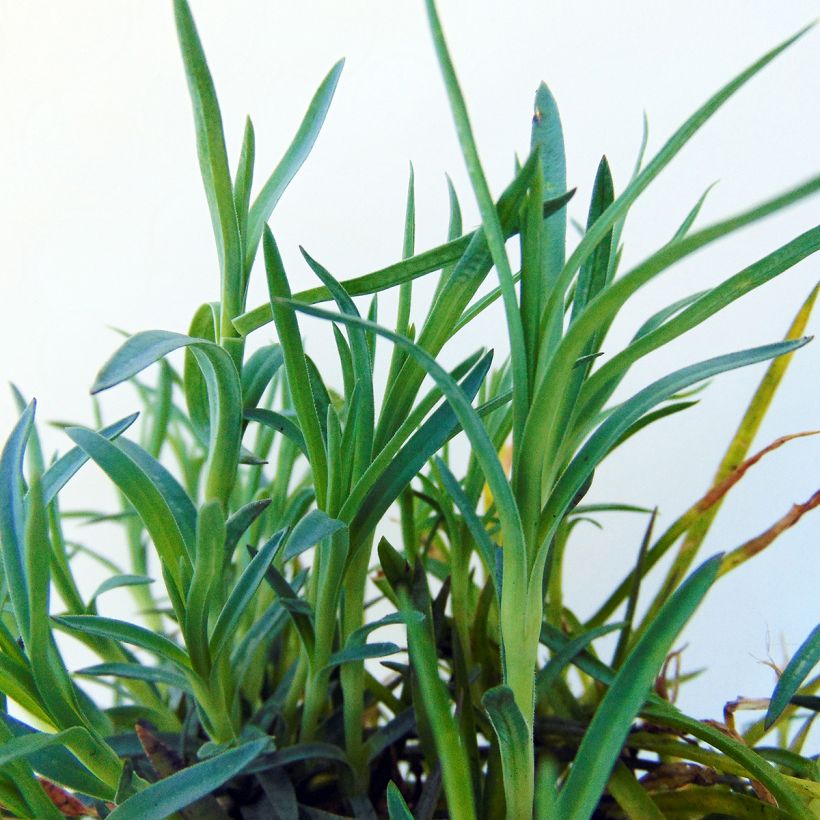 Feder-Nelke Mrs Sinkins - Dianthus plumarius (Foliage)
