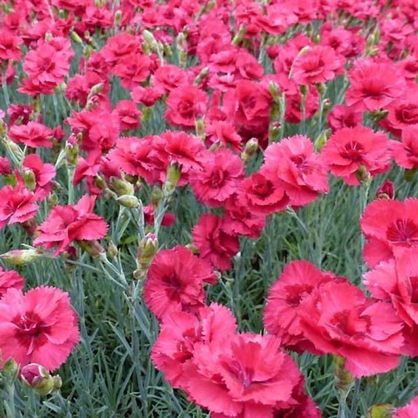 Feder-Nelke Munot - Dianthus plumarius (Flowering)