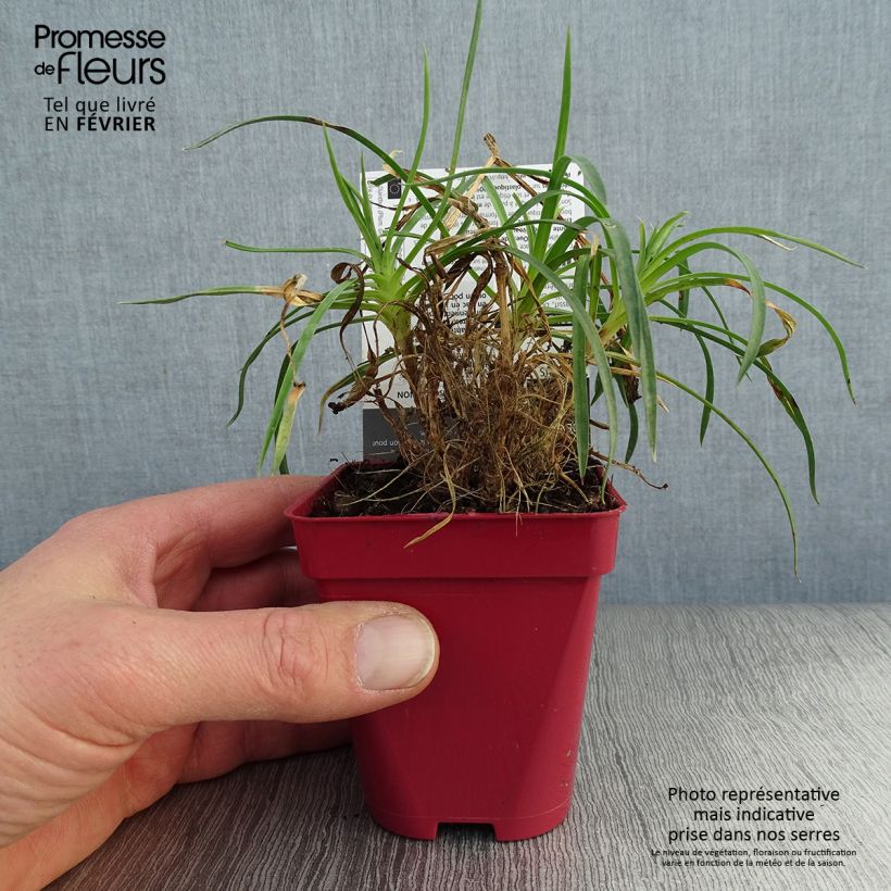 Exemplar von Feder-Nelke Passion Hot Red - Dianthus plumarius Kleine Töpfe von 8/9 cm wie im Winter geliefert