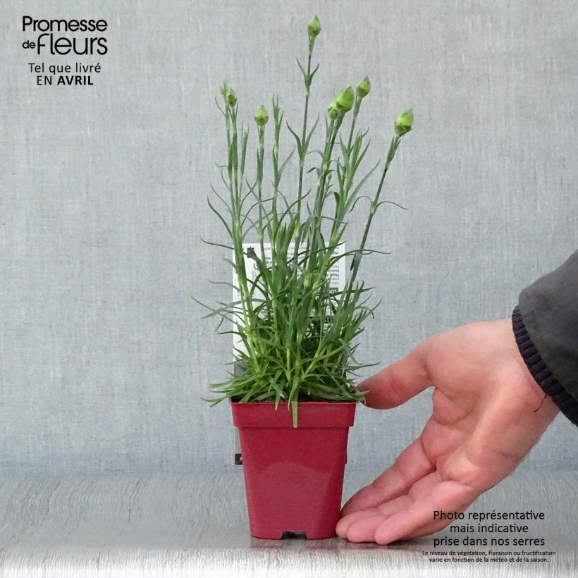 Exemplar von Feder-Nelke Passion Hot Red - Dianthus plumarius Kleine Töpfe von 8/9 cm wie im Frühjahr geliefert