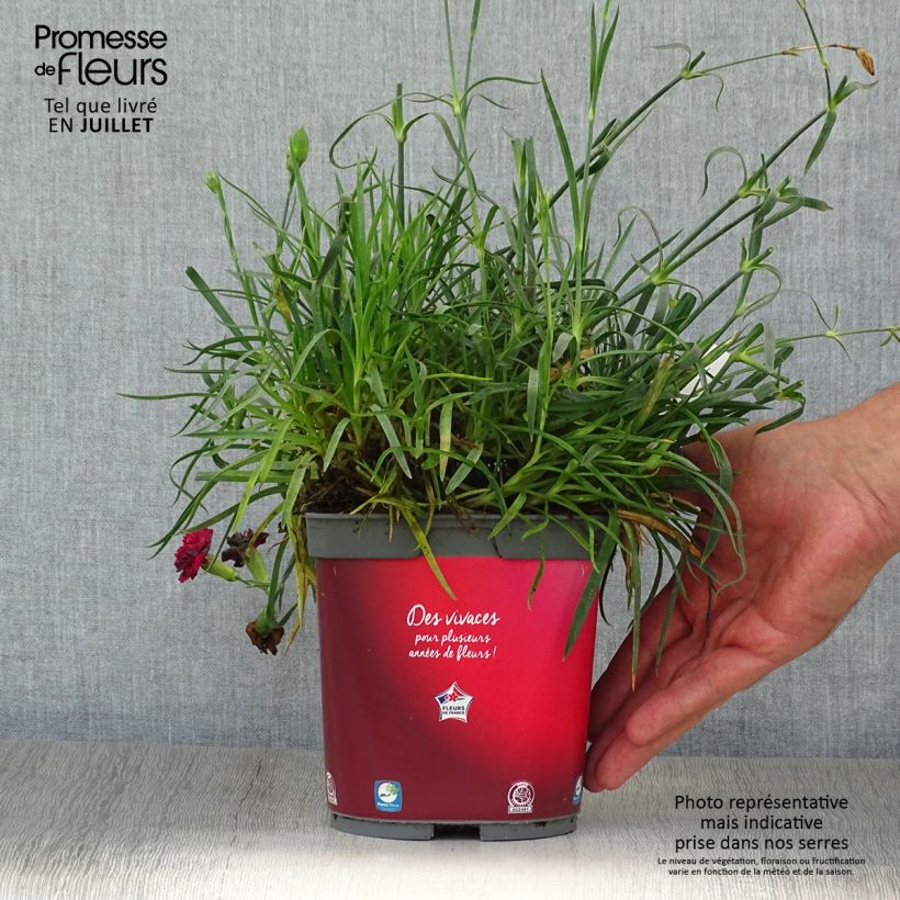 Example of Feder-Nelke Passion Hot Red - Dianthus plumarius Topf mit 2L/3L as you get in ete