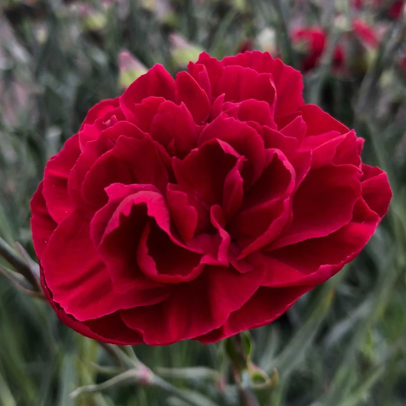 Feder-Nelke Passion Hot Red - Dianthus plumarius (Flowering)