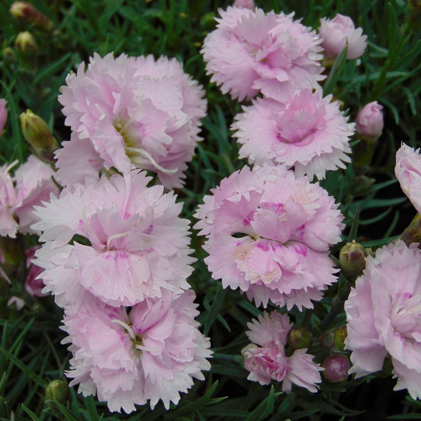 Feder-Nelke Pike s Pink - Dianthus plumarius (Flowering)