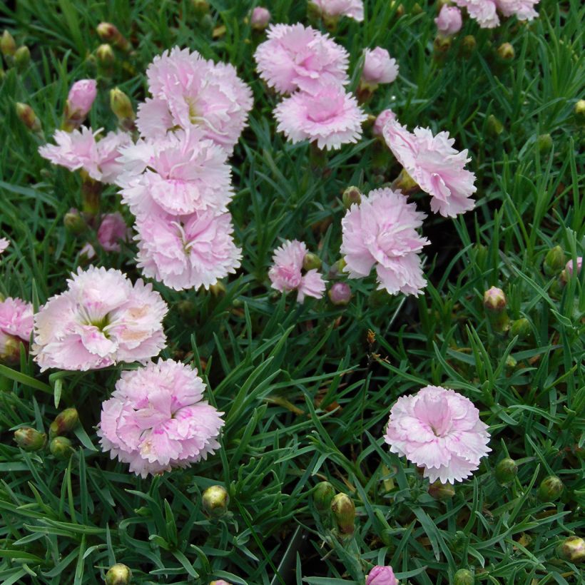 Feder-Nelke Pike s Pink - Dianthus plumarius (Plant habit)