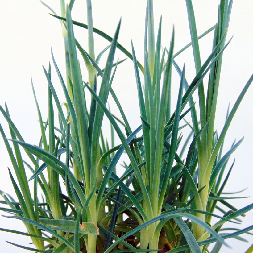 Feder-Nelke Pretty Flamingo - Dianthus plumarius (Foliage)