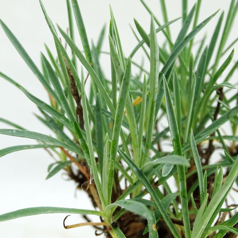 Feder-Nelke Scent First Coconut Sundae - Dianthus plumarius (Foliage)