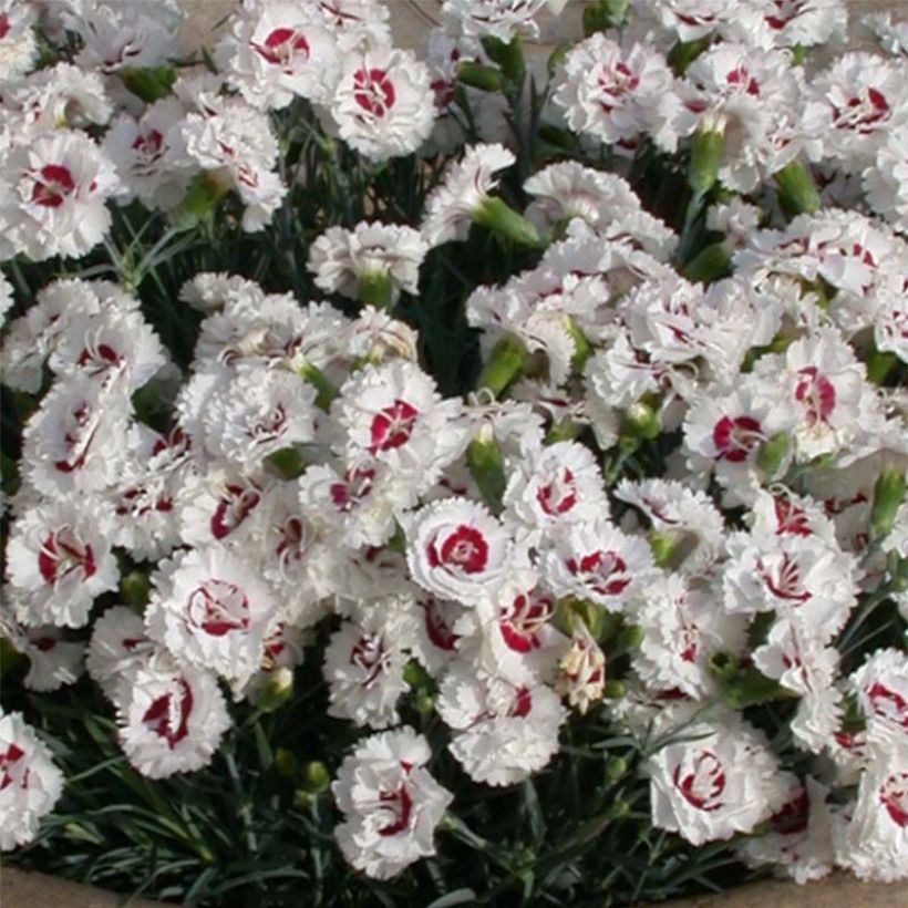Feder-Nelke Scent First Coconut Sundae - Dianthus plumarius (Flowering)