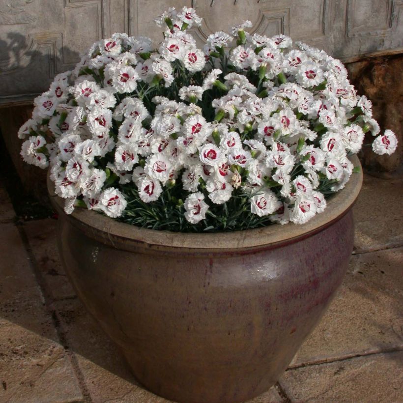 Feder-Nelke Scent First Coconut Sundae - Dianthus plumarius (Plant habit)