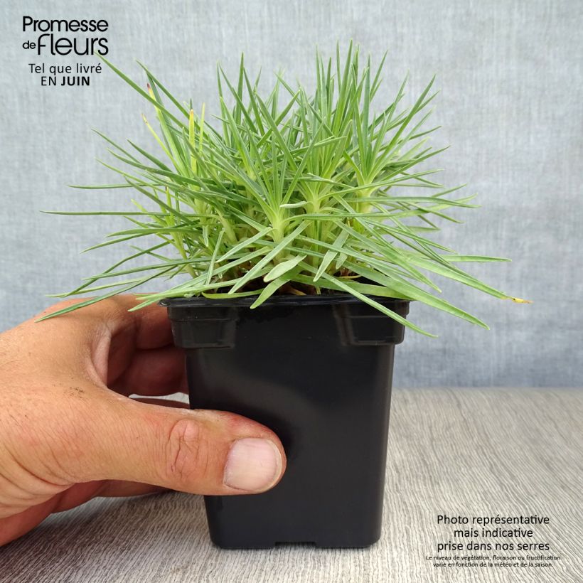 Exemplar von Feder-Nelke Scent First Iced Gem - Dianthus plumarius Kleine Töpfe von 7/8 cm wie im Sommer geliefert
