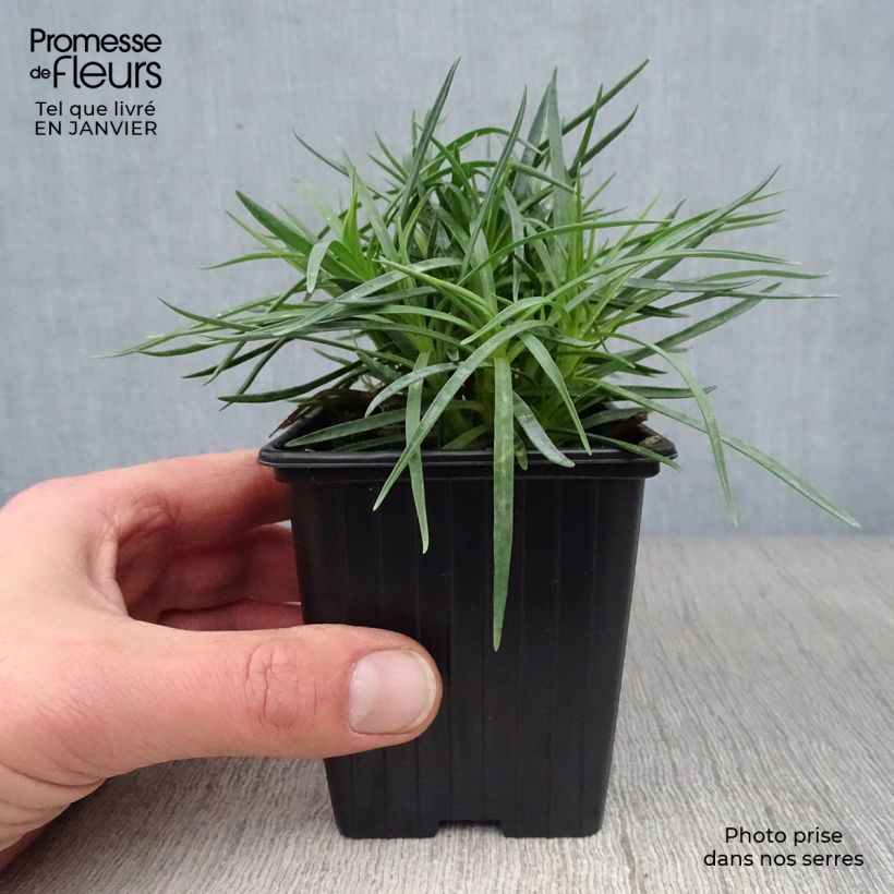 Exemplar von Feder-Nelke Scent First Iced Gem - Dianthus plumarius Kleine Töpfe von 7/8 cm wie im Winter geliefert