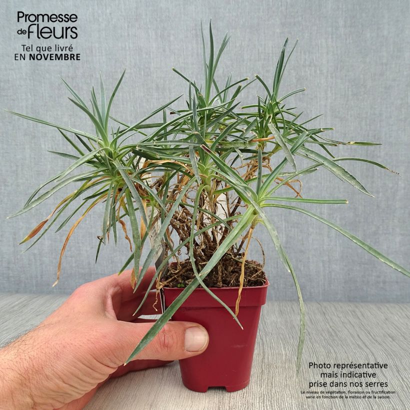 Example of Feder-Nelke Scent First Memories - Dianthus plumarius Kleine Töpfe von 7/8 cm as you get in automne