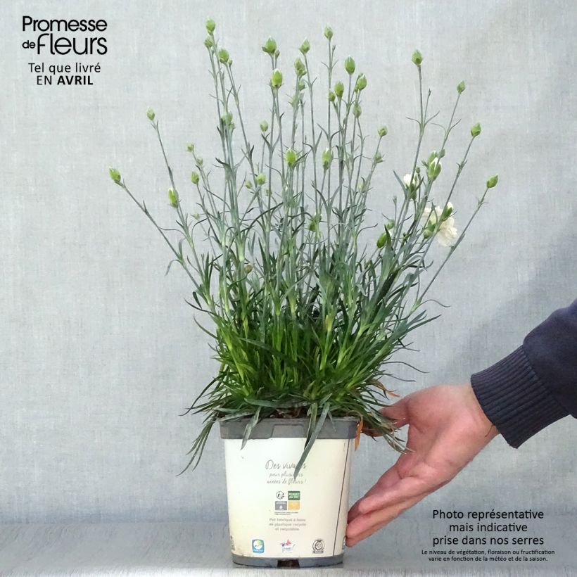 Exemplar von Feder-Nelke Scent First Memories - Dianthus plumarius Topf mit 2L/3L wie im Frühjahr geliefert