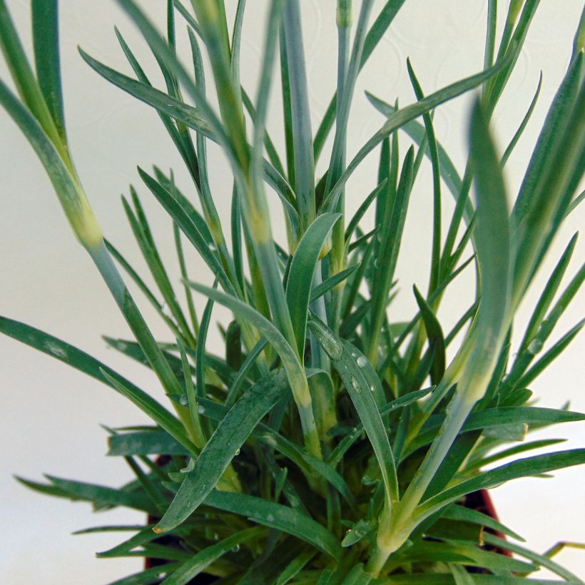 Feder-Nelke Scent First Memories - Dianthus plumarius (Foliage)