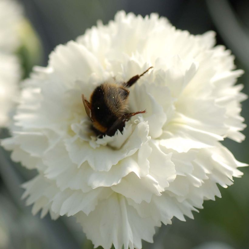 Feder-Nelke Scent First Memories - Dianthus plumarius (Flowering)