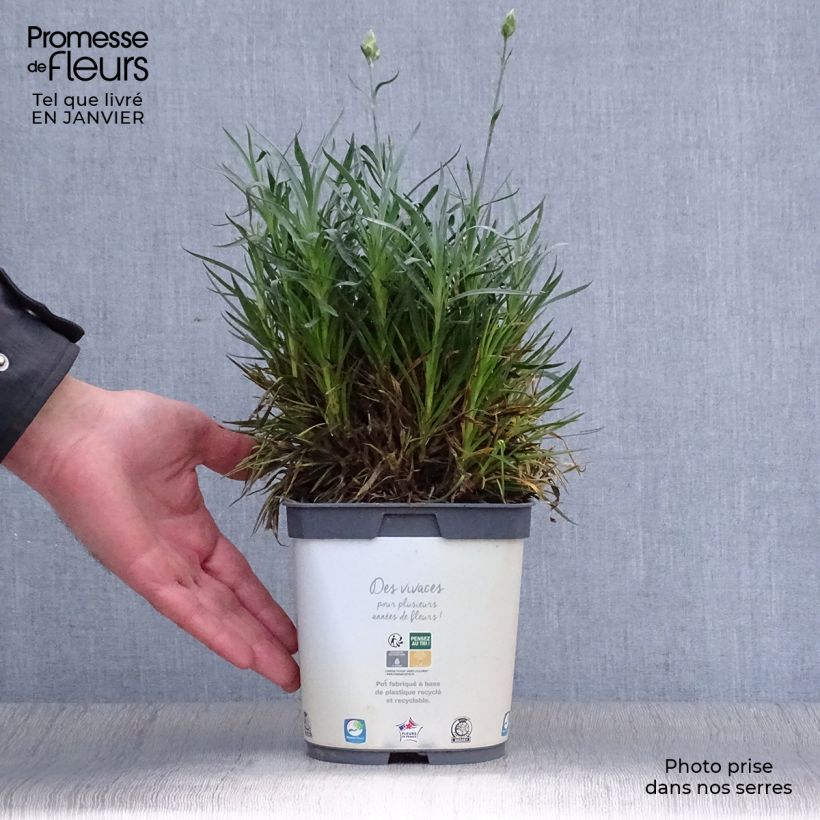 Exemplar von Feder-Nelke Scent First Memories - Dianthus plumarius Topf mit 2L/3L wie im Winter geliefert