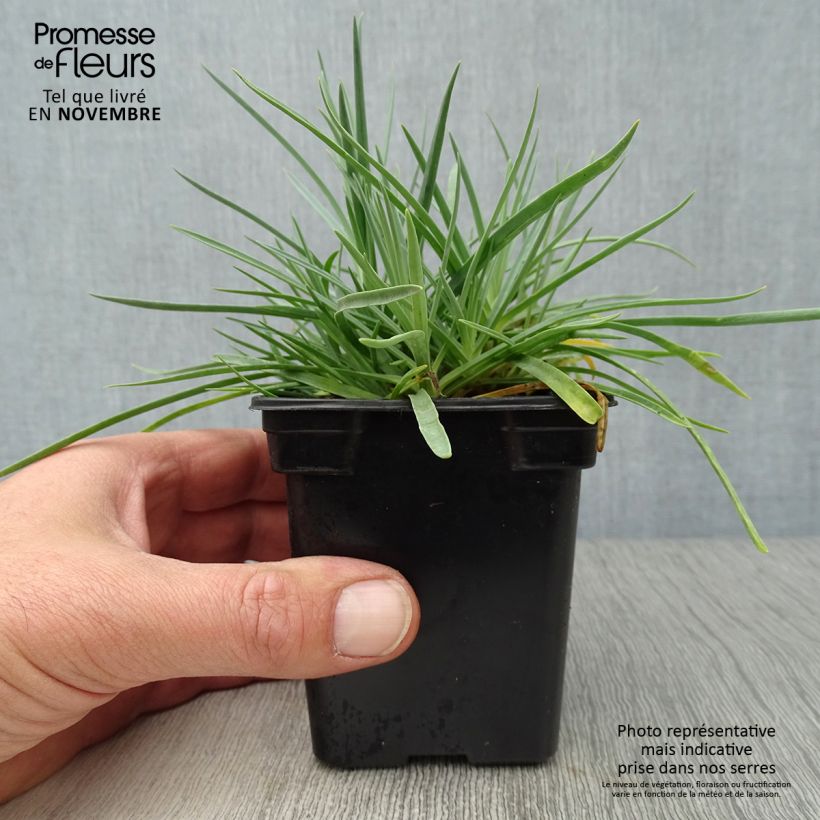 Example of Feder-Nelke Scent First Romance - Dianthus plumarius Kleine Töpfe von 7/8 cm as you get in automne
