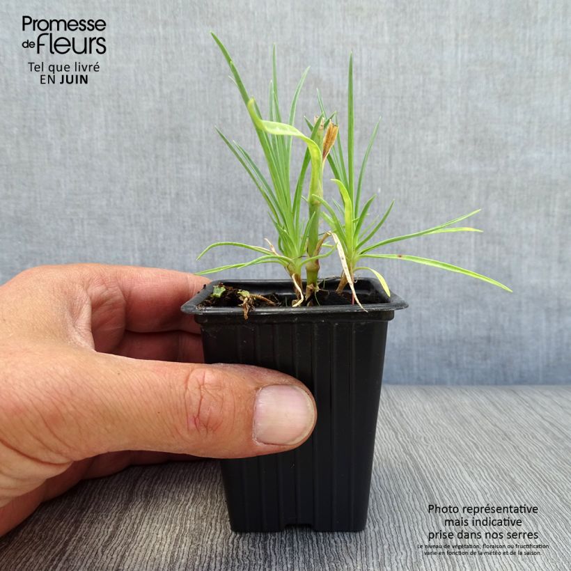 Exemplar von Feder-Nelke Scent First Romance - Dianthus plumarius Kleine Töpfe von 7/8 cm wie im Sommer geliefert