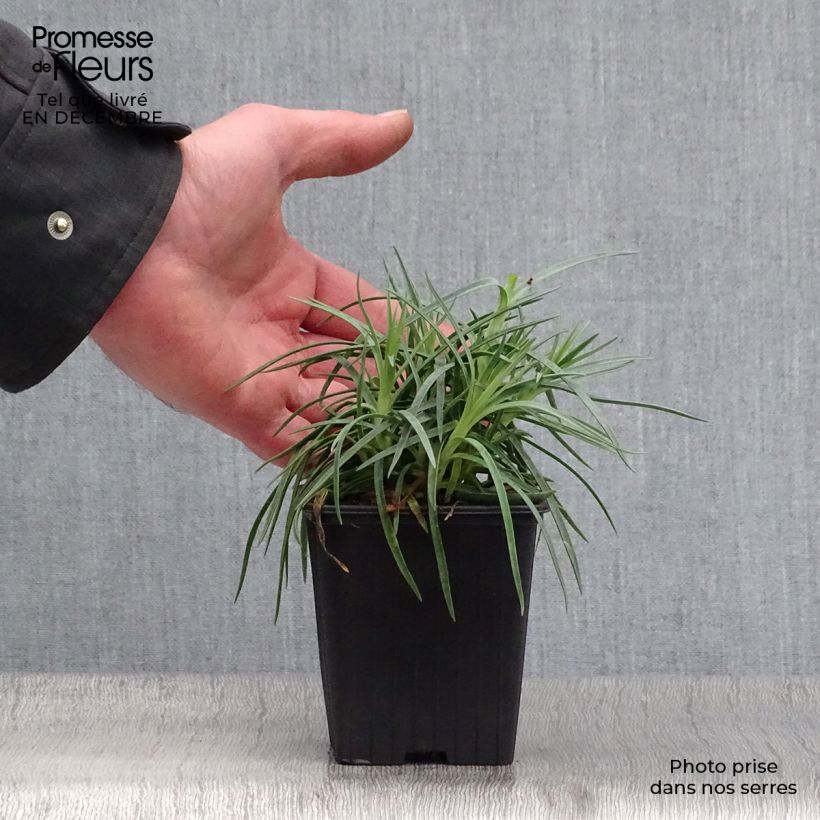 Exemplar von Feder-Nelke Scent First Romance - Dianthus plumarius Kleine Töpfe von 7/8 cm wie im Winter geliefert