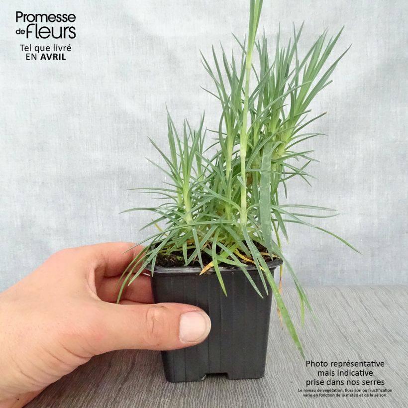 Exemplar von Feder-Nelke Scent First Romance - Dianthus plumarius Kleine Töpfe von 7/8 cm wie im Frühjahr geliefert