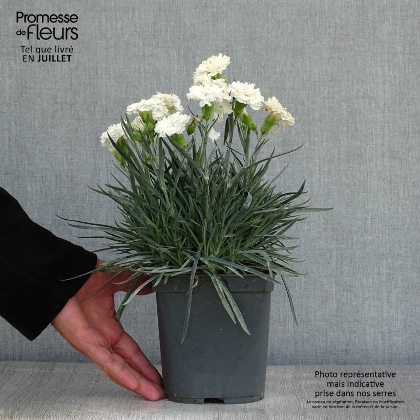 Exemplar von Feder-Nelke Scent First Romance - Dianthus plumarius Topf mit 2L/3L wie im Sommer geliefert