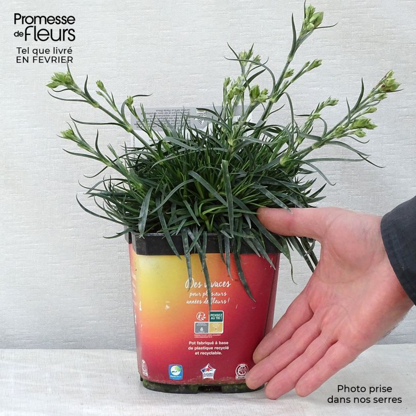 Exemplar von Feder-Nelke Scent First Romance - Dianthus plumarius Topf mit 2L/3L wie im Winter geliefert