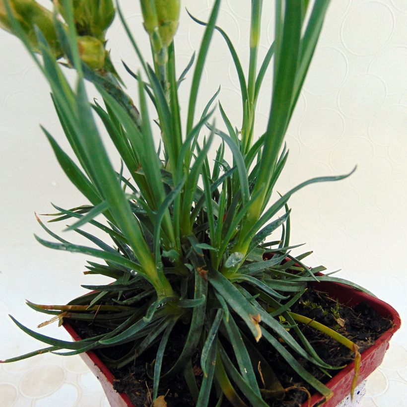 Feder-Nelke Scent First Romance - Dianthus plumarius (Foliage)