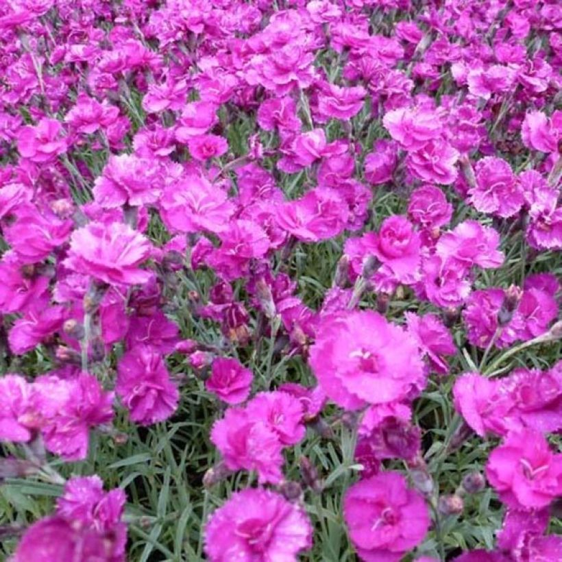 Feder-Nelke Warden Hybrid - Dianthus plumarius (Flowering)