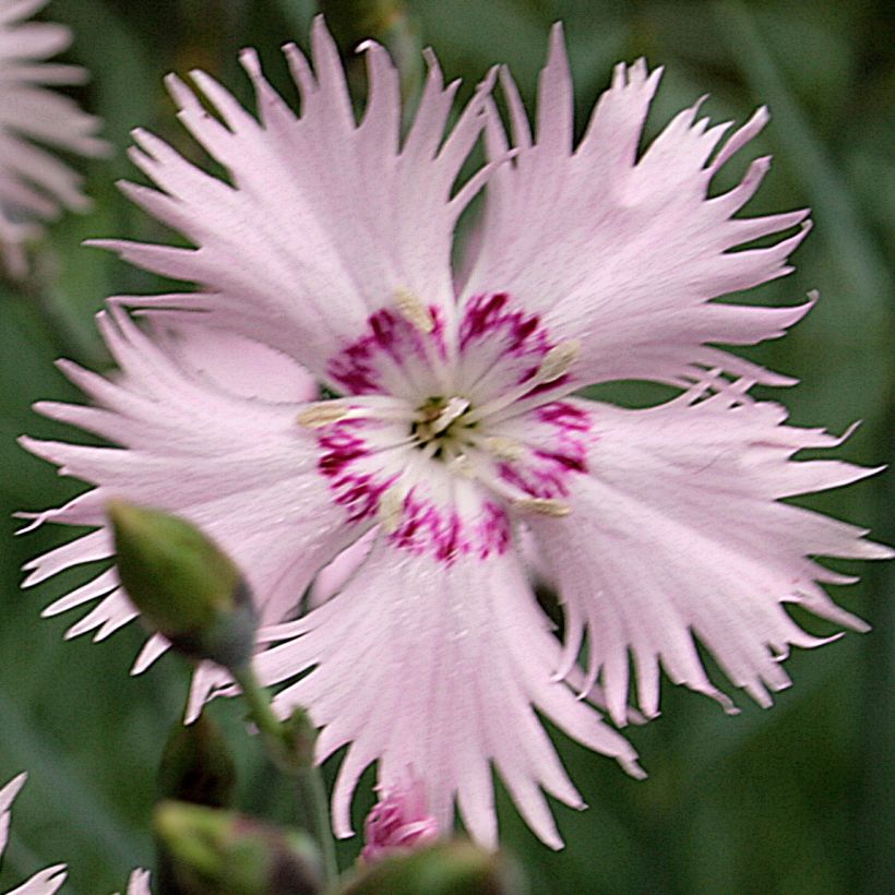Spitzblättrige Nelke - Dianthus spiculifolius (Flowering)