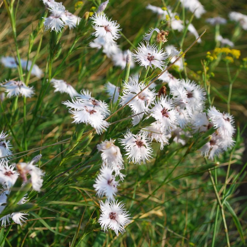 Pracht-Nelke - Dianthus superbus (Plant habit)