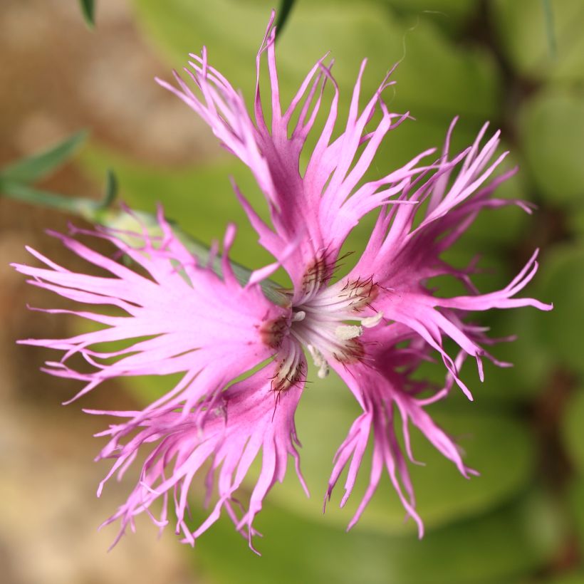 Pracht-Nelke Primadonna - Dianthus superbus (Flowering)