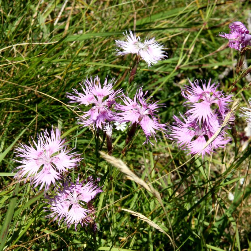 Pracht-Nelke Primadonna - Dianthus superbus (Plant habit)
