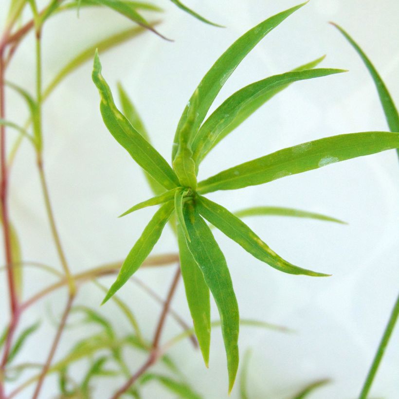 Pracht-Nelke Primadonna - Dianthus superbus (Foliage)