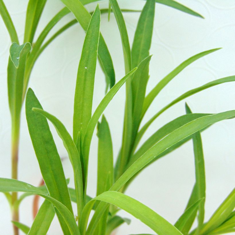 Pracht-Nelke - Dianthus superbus (Foliage)