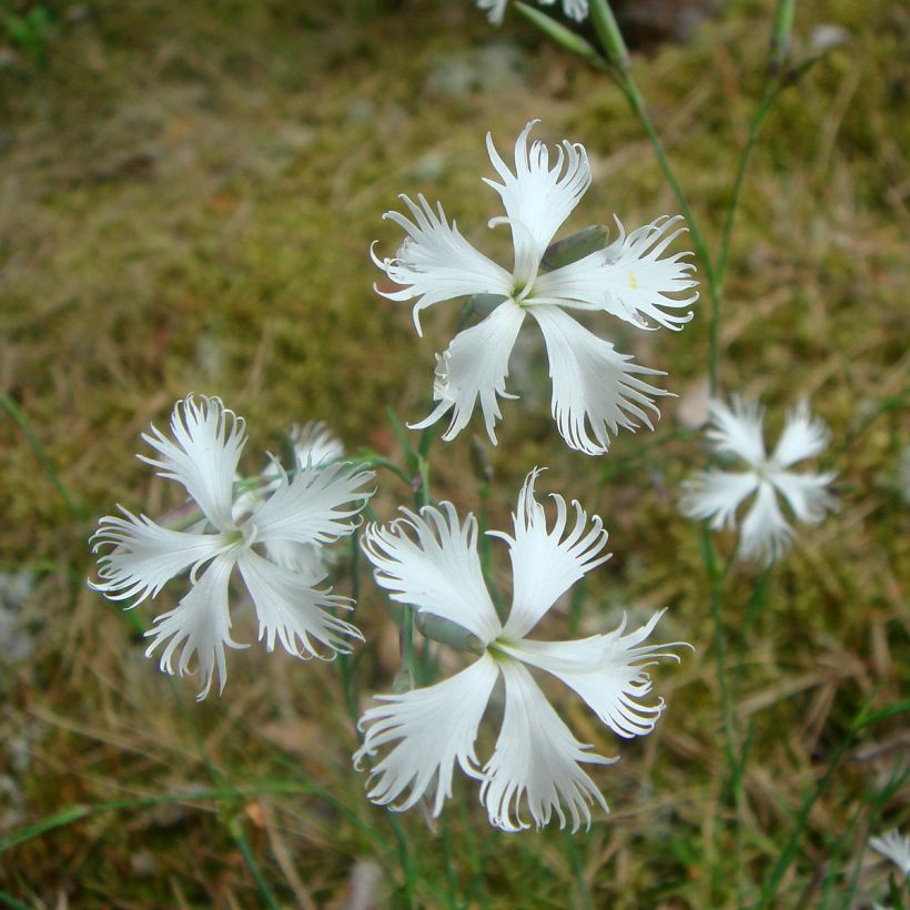 Nelke Berlin Snow - Dianthus squarrosa (Blüte)