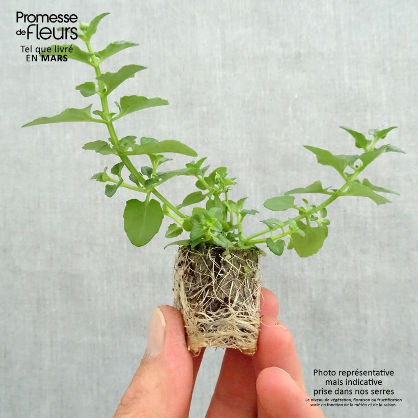 Example of Diascia Breeze Plus White - Lachsblume Mini-Plug Ø 1,5/2,5 cm as you get in printemps