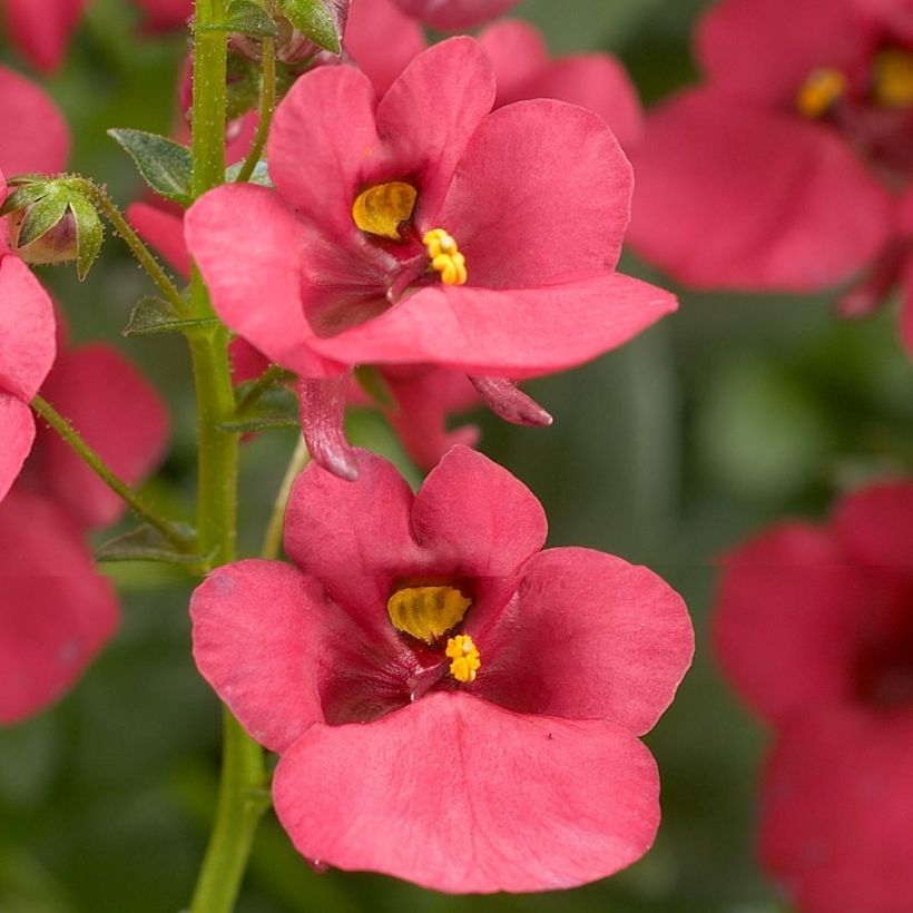 Diascia Genta Ruby - Lachsblume (Flowering)