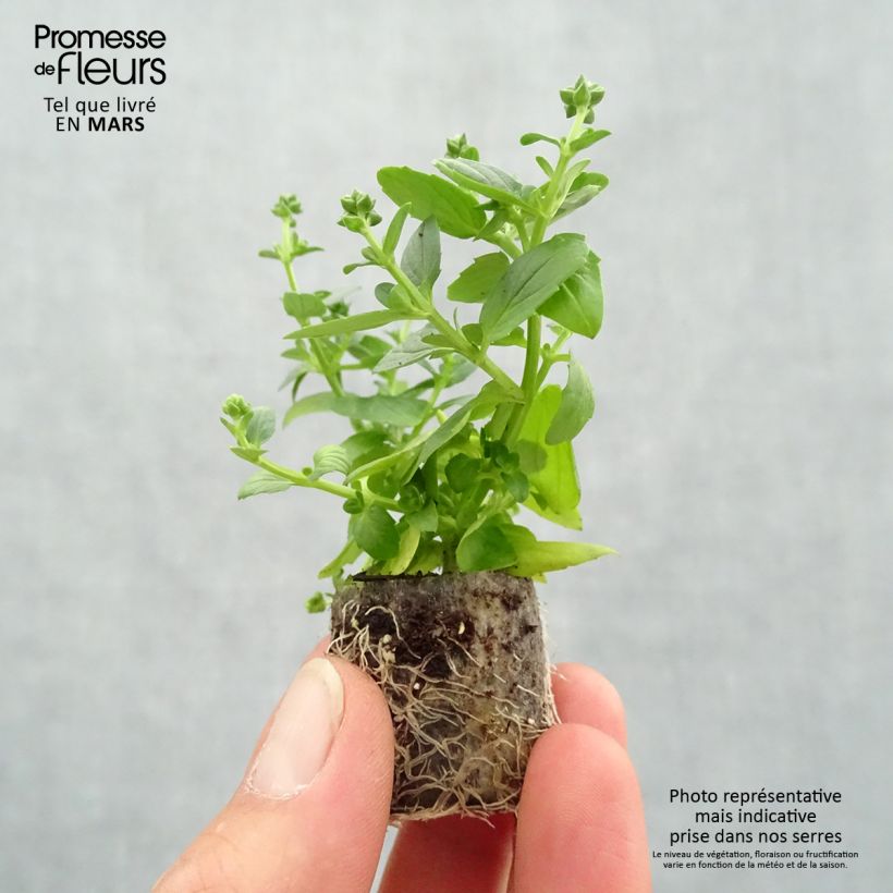 Example of Diascia Genta Ruby - Lachsblume Mini-Plug Ø 3/4 cm as you get in printemps