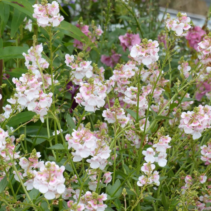 Diascia Up Rose Pink - Lachsblume (Flowering)