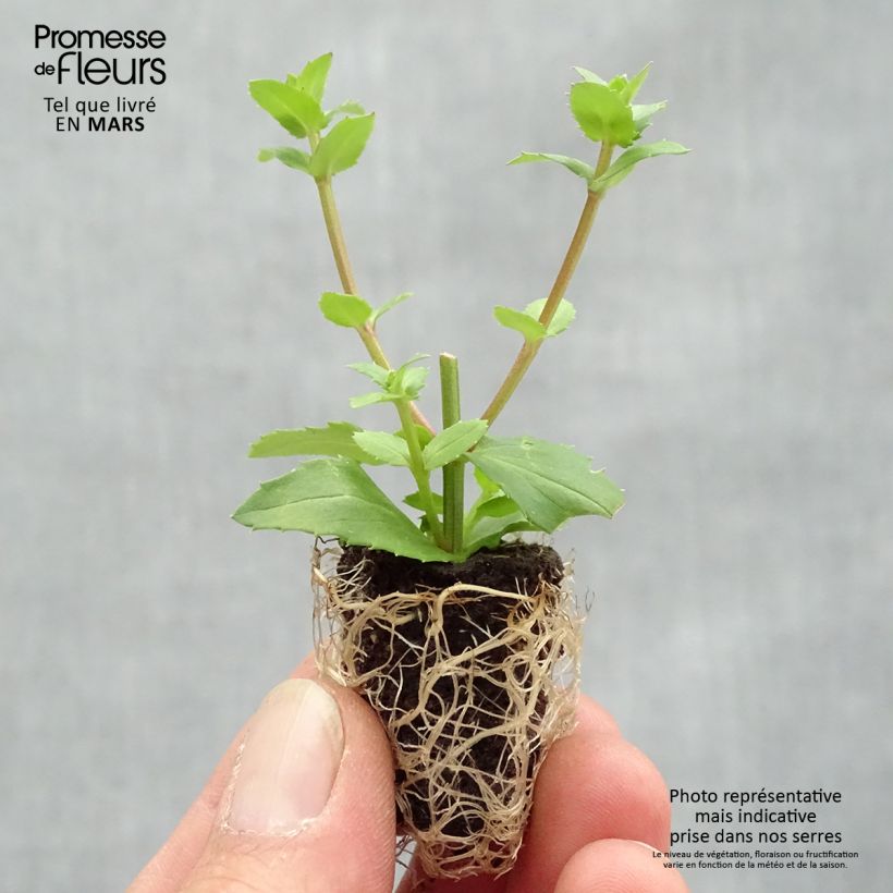 Example of Diascia Sundascia Up Peach - Lachsblume Mini-Plug Ø 1,5/2,5 cm as you get in printemps
